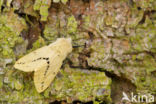 Gele tijger (Spilosoma lutea)