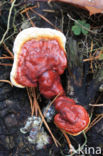 Gesteelde lakzwam (Ganoderma lucidum)