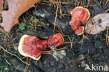 Reishi Mushroom (Ganoderma lucidum)