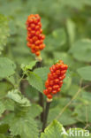 Gevlekte aronskelk (Arum maculatum)