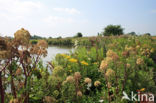 Poison Hemlock (Conium maculatum)