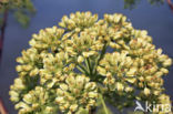 Poison Hemlock (Conium maculatum)