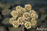 Gevlekte scheerling (Conium maculatum)