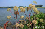 Gevlekte scheerling (Conium maculatum)