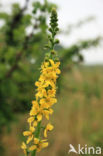 Gewone agrimonie (Agrimonia eupatoria)