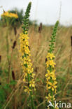 Agrimony (Agrimonia eupatoria)