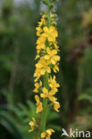 Agrimony (Agrimonia eupatoria)