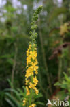 Agrimony (Agrimonia eupatoria)