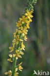 Agrimony (Agrimonia eupatoria)