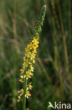 Agrimony (Agrimonia eupatoria)