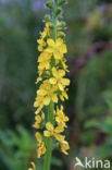 Gewone agrimonie (Agrimonia eupatoria)