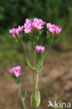 Gewone bereklauw (Heracleum sphondylium)