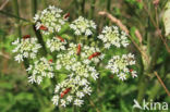 Hogweed (Heracleum sphondylium)