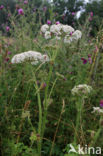 Hogweed (Heracleum sphondylium)