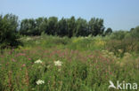 Hogweed (Heracleum sphondylium)