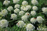 Hogweed (Heracleum sphondylium)