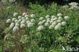 Hogweed (Heracleum sphondylium)