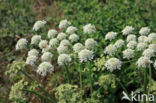 Hogweed (Heracleum sphondylium)