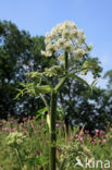 Gewone bereklauw (Heracleum sphondylium)