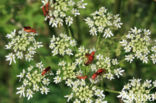 Hogweed (Heracleum sphondylium)