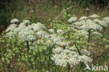 Hogweed (Heracleum sphondylium)