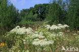 Gewone bereklauw (Heracleum sphondylium)