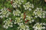 Hogweed (Heracleum sphondylium)