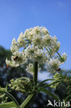 Gewone bereklauw (Heracleum sphondylium)