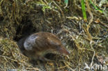 Gewone bosspitsmuis (Sorex araneus)