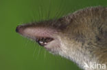 Common Shrew (Sorex araneus)
