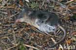 Common Shrew (Sorex araneus)