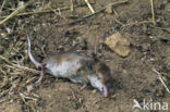 Common Shrew (Sorex araneus)