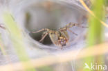 Labyrinth Spider (Agelena labyrinthica)