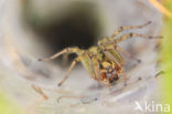 Labyrinth Spider (Agelena labyrinthica)