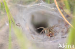 Labyrinth Spider (Agelena labyrinthica)