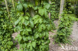 Gewone hop (Humulus lupulus)