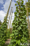 Gewone hop (Humulus lupulus)