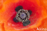 Gewone klaproos (Papaver rhoeas)