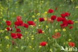 Gewone klaproos (Papaver rhoeas)