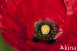 Gewone klaproos (Papaver rhoeas)