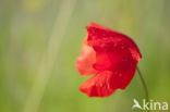 Gewone klaproos (Papaver rhoeas)