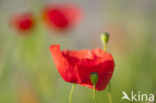 Gewone klaproos (Papaver rhoeas)