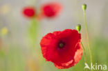 Field Poppy (Papaver rhoeas)