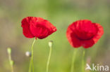 Gewone klaproos (Papaver rhoeas)