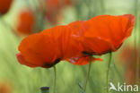 Gewone klaproos (Papaver rhoeas)