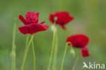 Gewone klaproos (Papaver rhoeas)