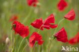 Gewone klaproos (Papaver rhoeas)