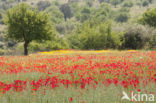 Field Poppy (Papaver rhoeas)