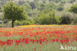 Gewone klaproos (Papaver rhoeas)