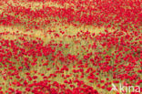 Field Poppy (Papaver rhoeas)